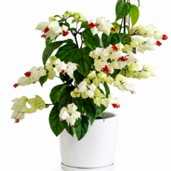 Bleeding Heart Plant