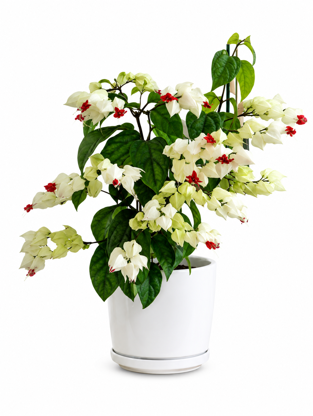 Bleeding Heart Plant