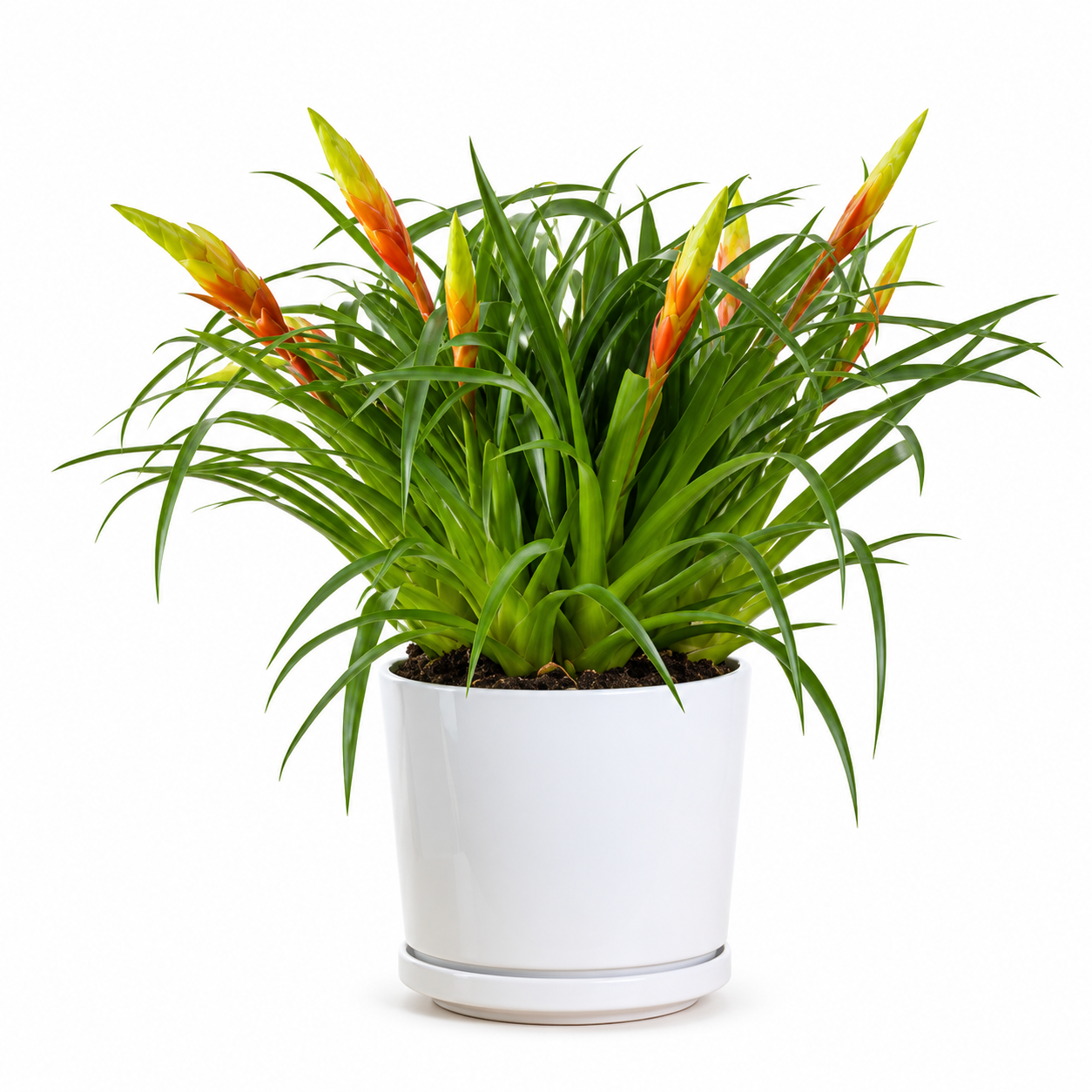 Bromeliad – Vriesea ‘Shannon’