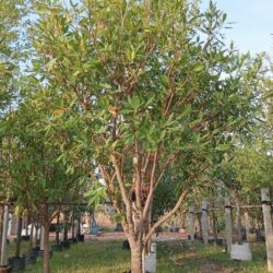 Khrai yoi - Elaeocarpus grandiflorus