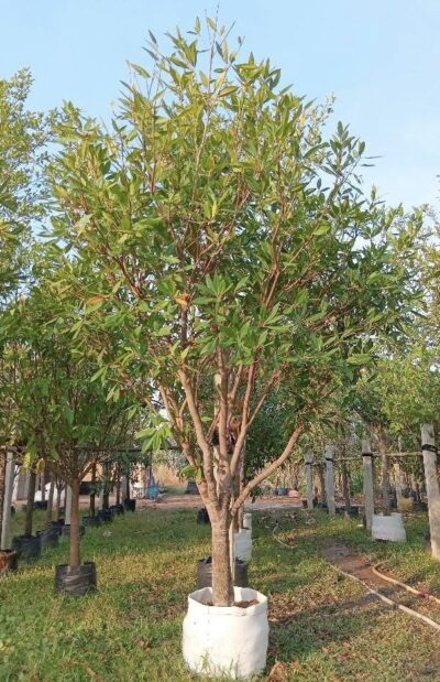 Elaeocarpus grandiflorus - Khrai yoi - Image 2