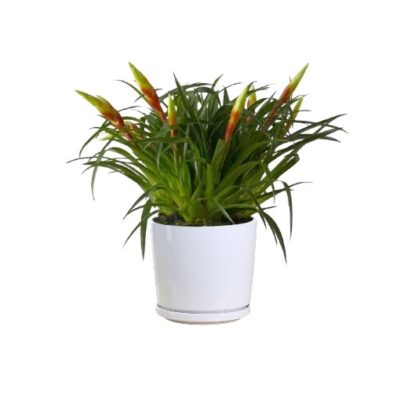 Bromeliad (CA)