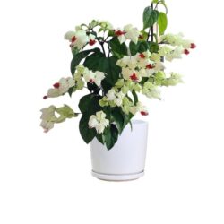 Bleeding Heart Plant