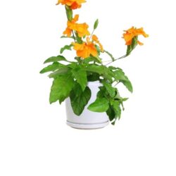 Orange Marmalade - Firecracker Plant