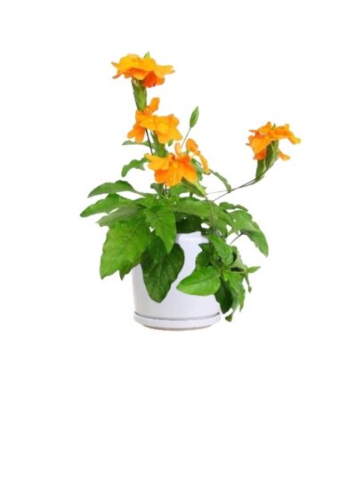 Orange Marmalade - Firecracker Plant