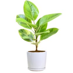 Ficus Wildissima - Yellow Gem