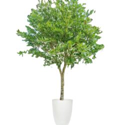 Elaeocarpus grandiflorus - Khrai yoi