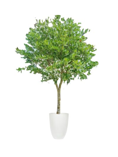 Elaeocarpus grandiflorus - Khrai yoi