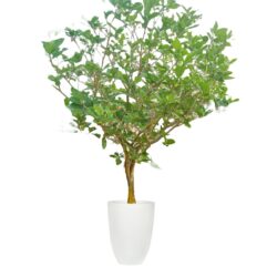 Crepe Jasmine (Mature)