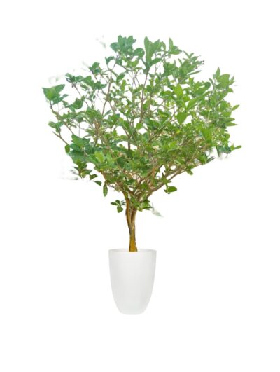 Crepe Jasmine (Mature)