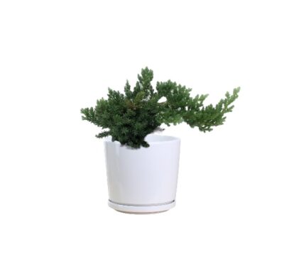 Juniperus horizontalis - Creeping Juniper - Image 2