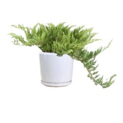 Juniperus horizontalis - Creeping Juniper