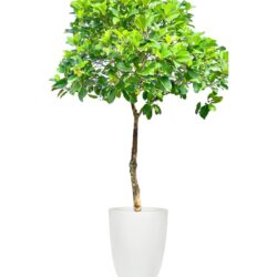 Dillenia suffruticosa - Simpoh air