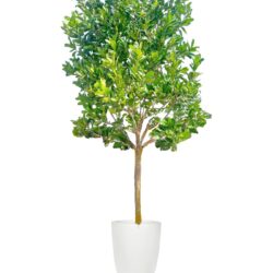 Alexandrian Laurel (Calophyllum inophyllum)