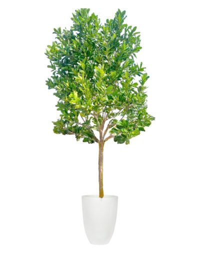 Alexandrian Laurel (Calophyllum inophyllum)