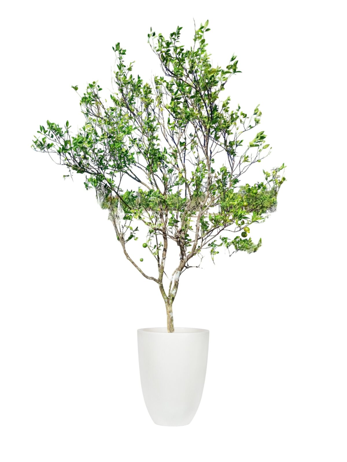 Sweet Orange Tree - Thai Garden Design