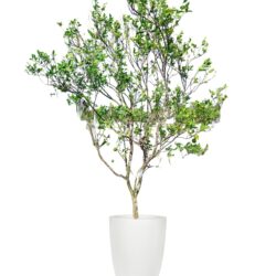 Sweet Orange Tree