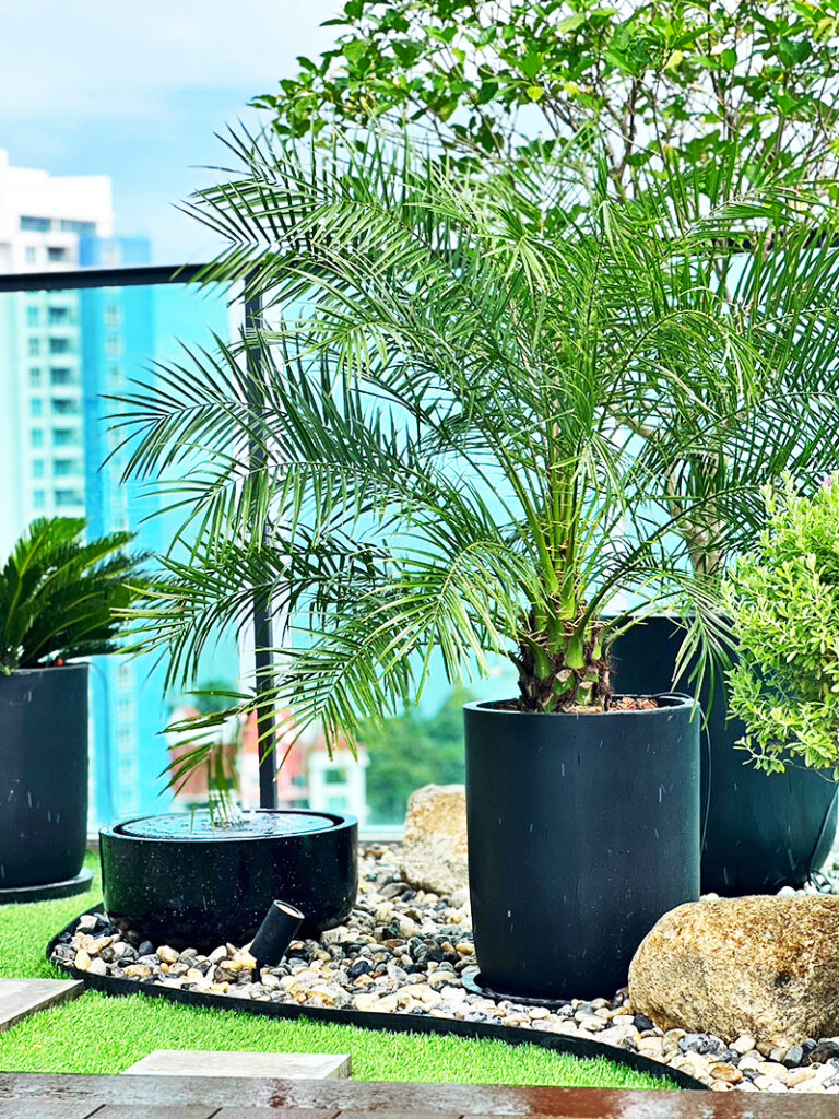 Amazing pot plants for rooftop balconys