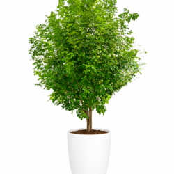 Orange Jasmine Tree