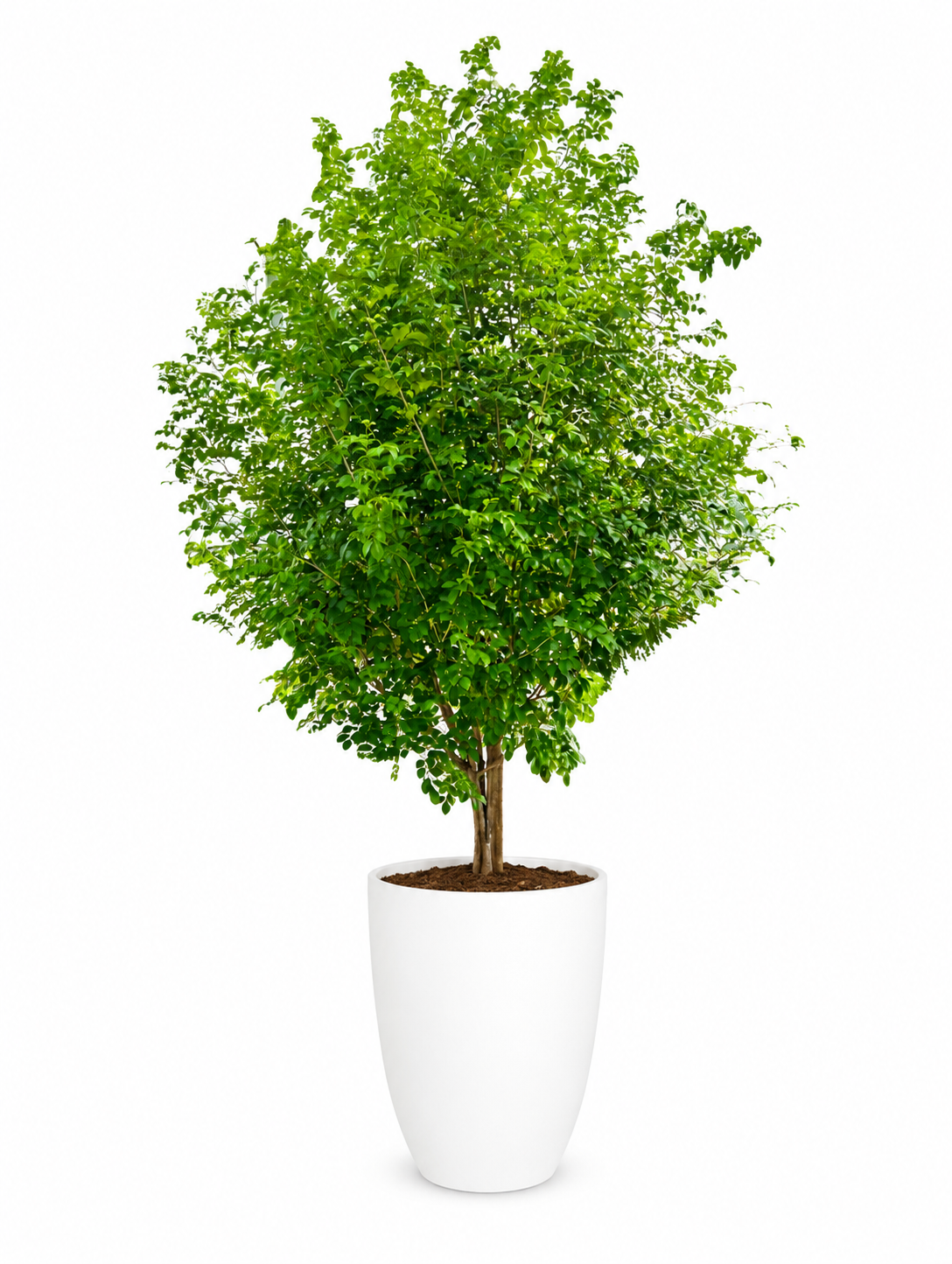 Orange Jasmine Tree