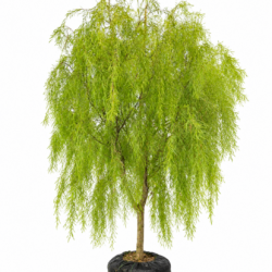Australian Willow