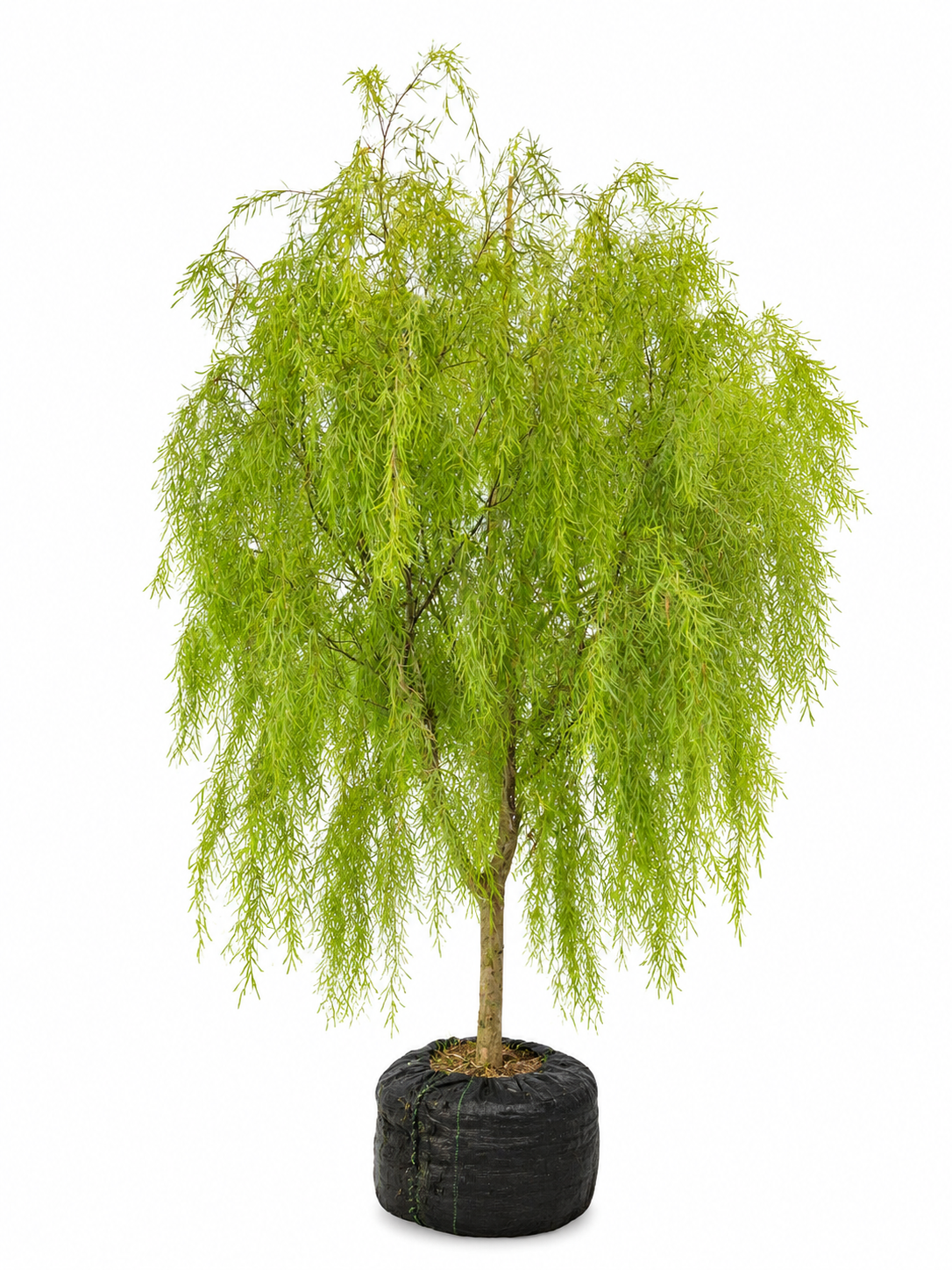 Australian Willow