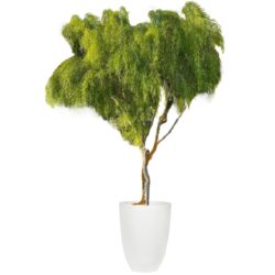 Weeping Willow