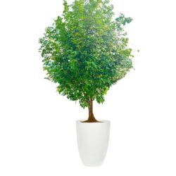 Orange Jasmine Tree