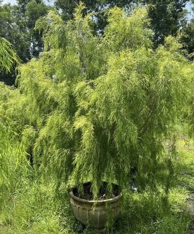 Australian Willow - Image 2