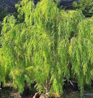 Australian Willow - Image 3