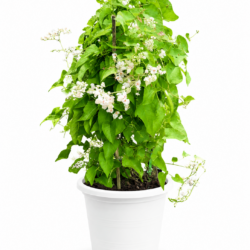 Mexican Creeper (White)