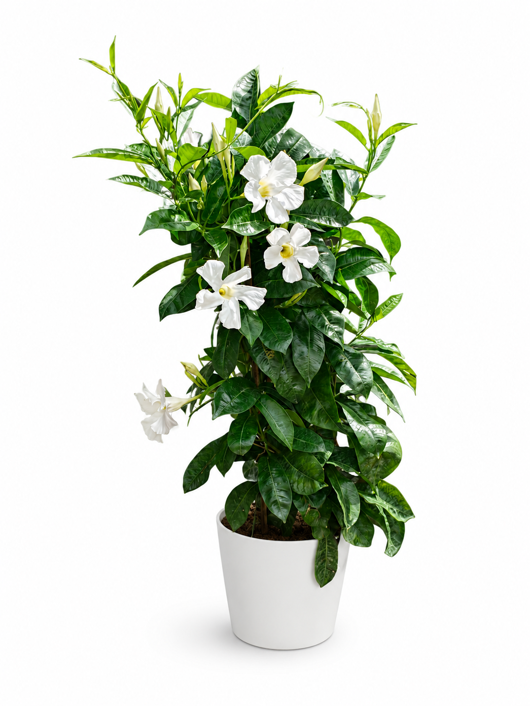 Allamanda Cathartica (White) - Image 2