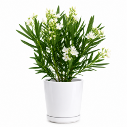Nerium Oleander (White)