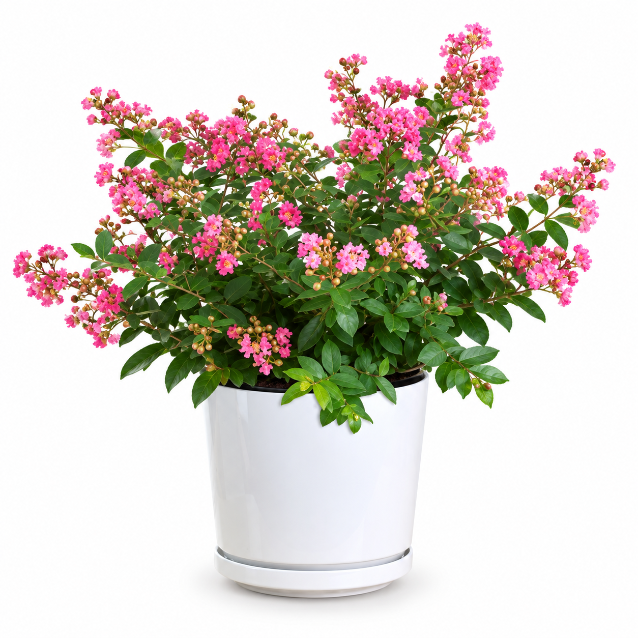 False Heather (Pink)