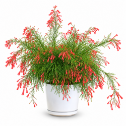 Firecracker Plant (Russelia equisetiformis)