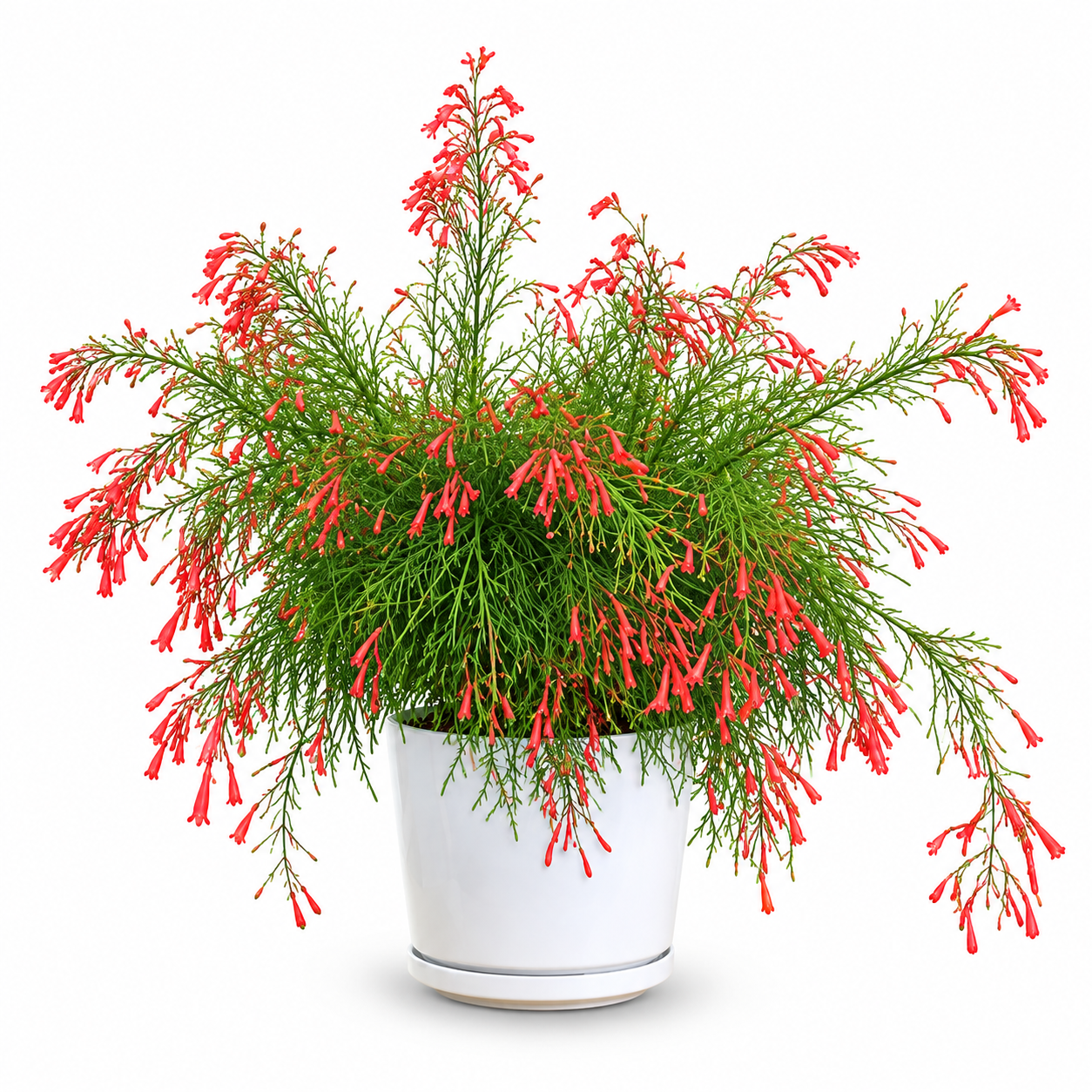 Firecracker Plant (Russelia equisetiformis)