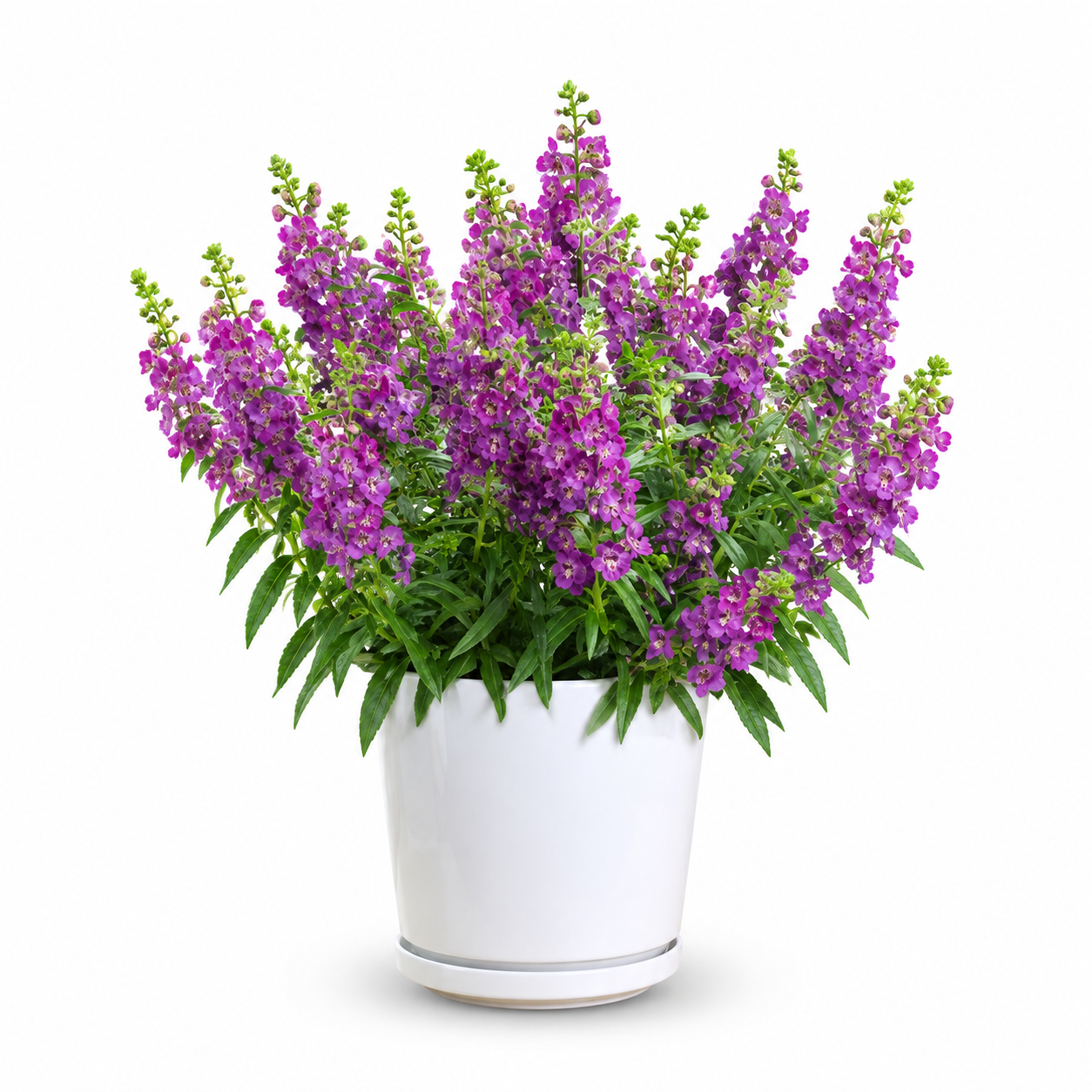 Forget-Me-Not Plant (Purple)