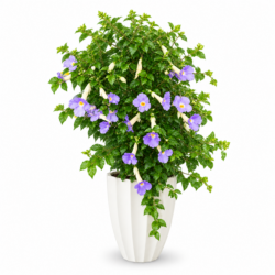 Bushclock Vine