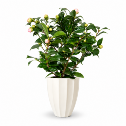 Camellia japonica (Pink)