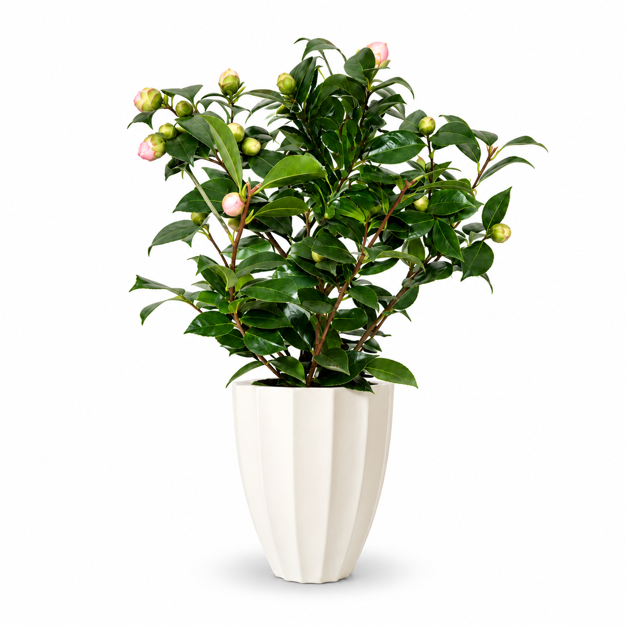 Camellia japonica (Pink)