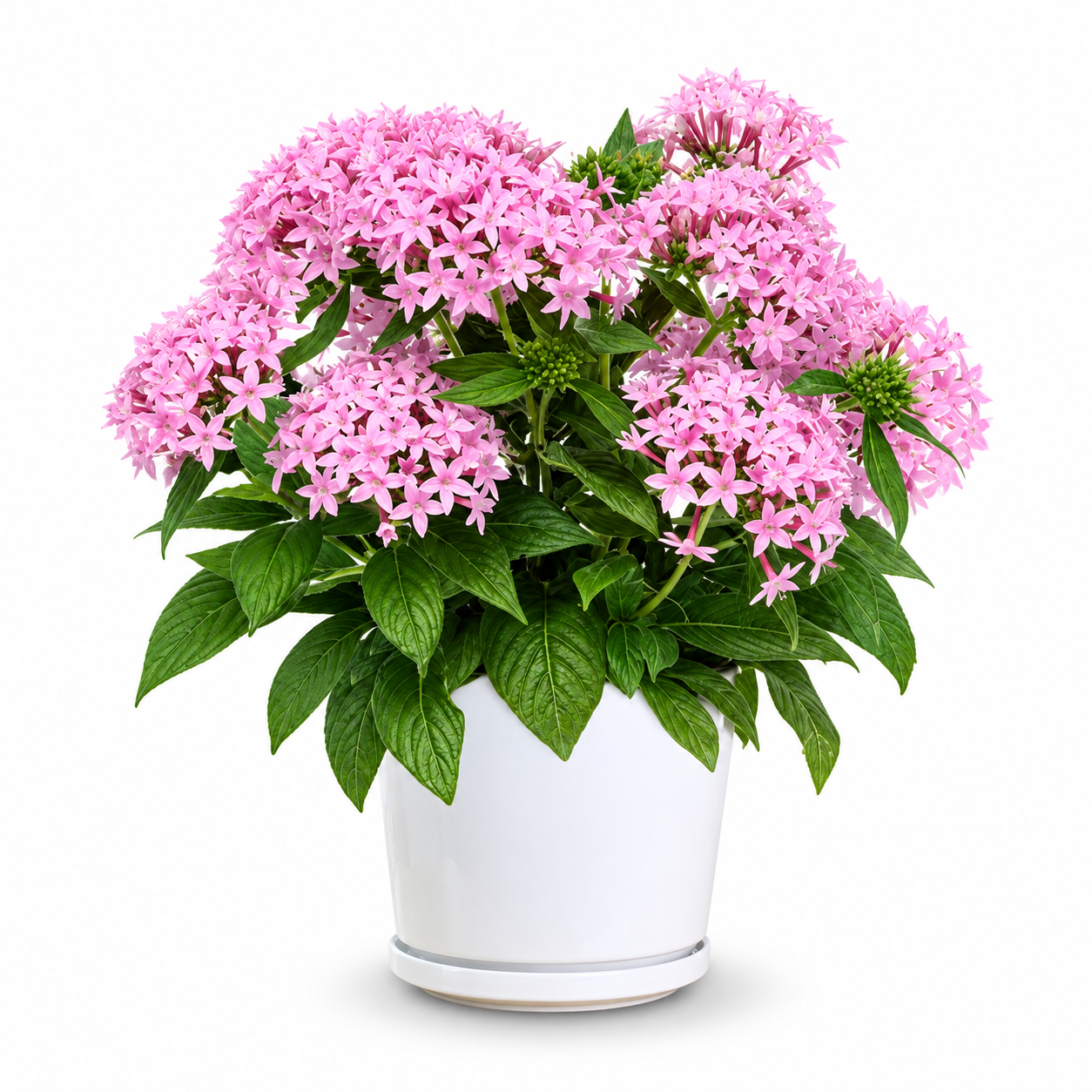 Graffiti Pink Pentas