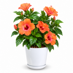 Hibiscus Rosa Sinensis (Orange)