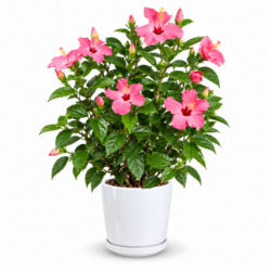 Hibiscus Rosa Sinensis (Pink)