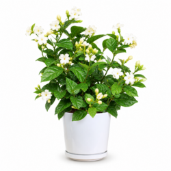Jasmine