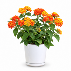 Lantana Camara ( Orange)
