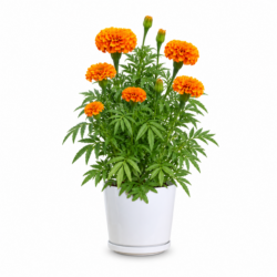 Marigolds