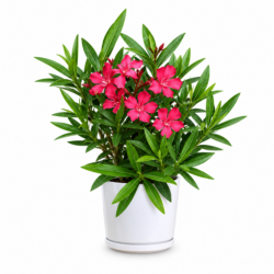 Nerium Oleander (Dark Pink)
