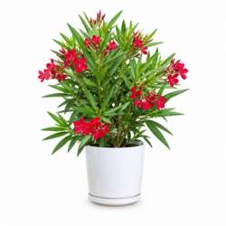 Nerium Oleander (Red)