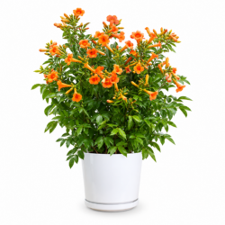 Orange Bells Plant