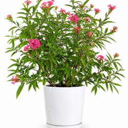 Panama Rose (Arachnothryx leucophylla)